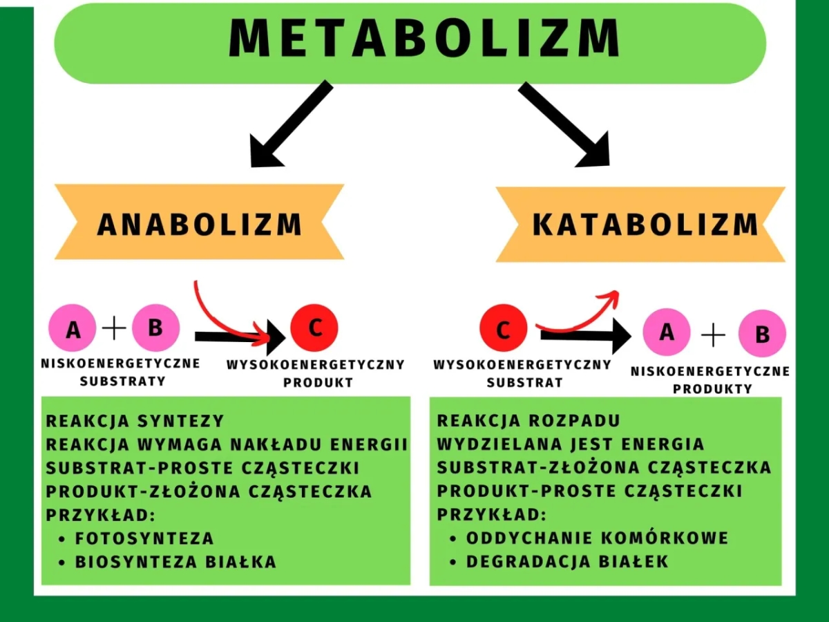 Metabolizm w biologii: co to jest i jak wpływa na życie?